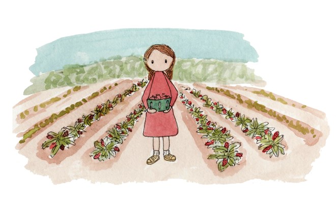 florida strawberry picking
