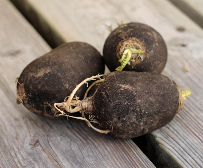 march 5 celeriac (celery root)
