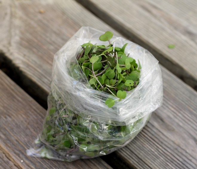 march 5 micro greens i think