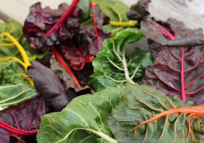 march 5 swiss chard bunch